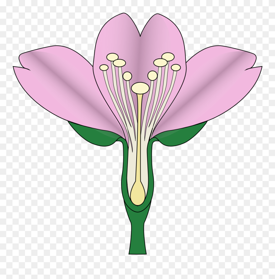 Cherry Blossom Diagram Clipart