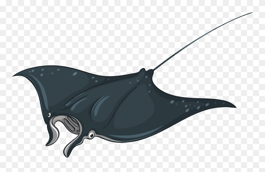 Skate Fish Png Clipart - Manta Ray Clipart Transparent Png