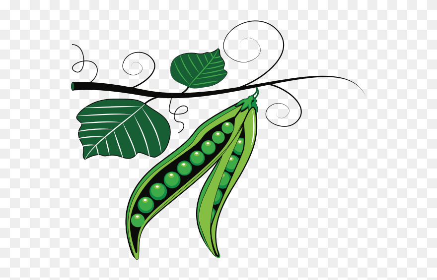 Green Peas - Peas Clipart - Png Download