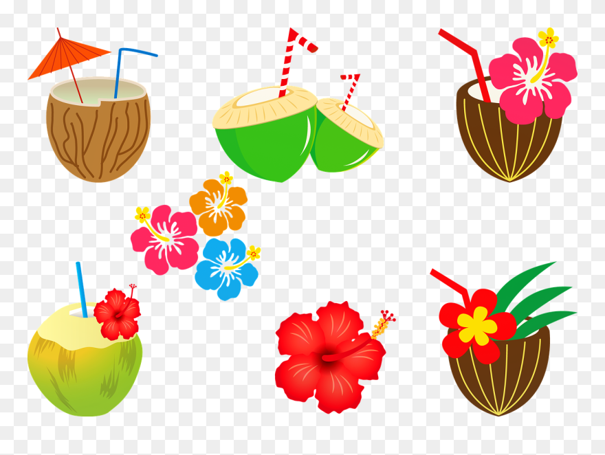 Coconut Clipart