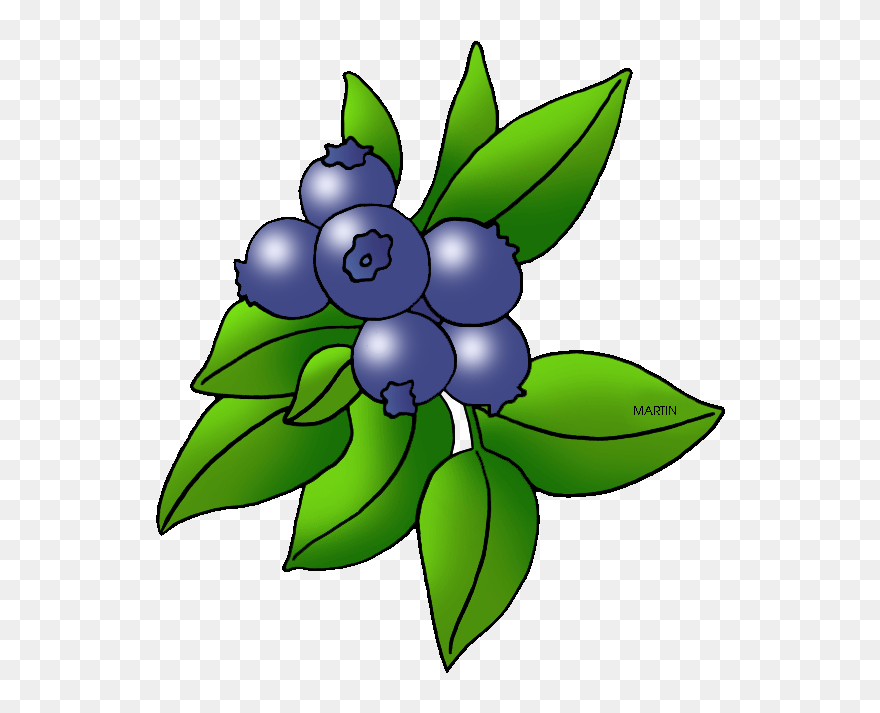 New Jersey State Fruit - Blueberry Bush Clipart - Png Download