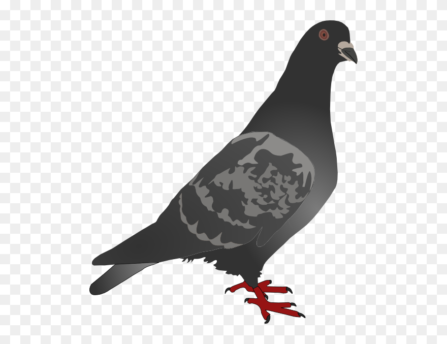 Black Pigeon Clip Art At Clker - Free Pigeon Clip Art - Png Download