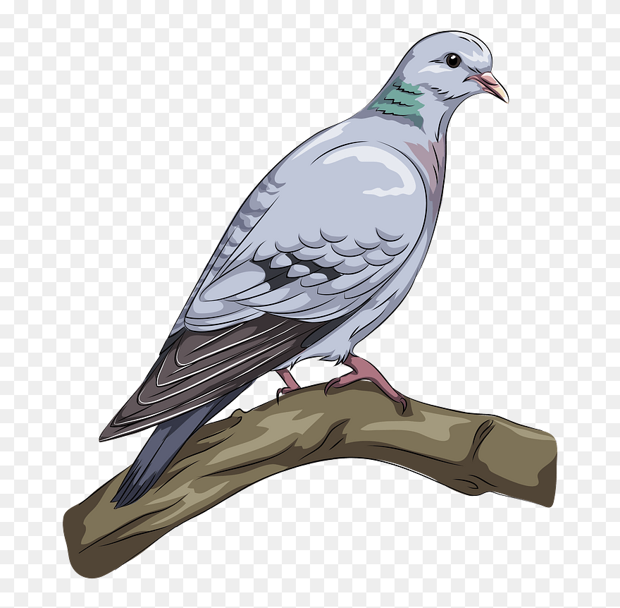 Stock Dove Clipart - Clip Art - Png Download