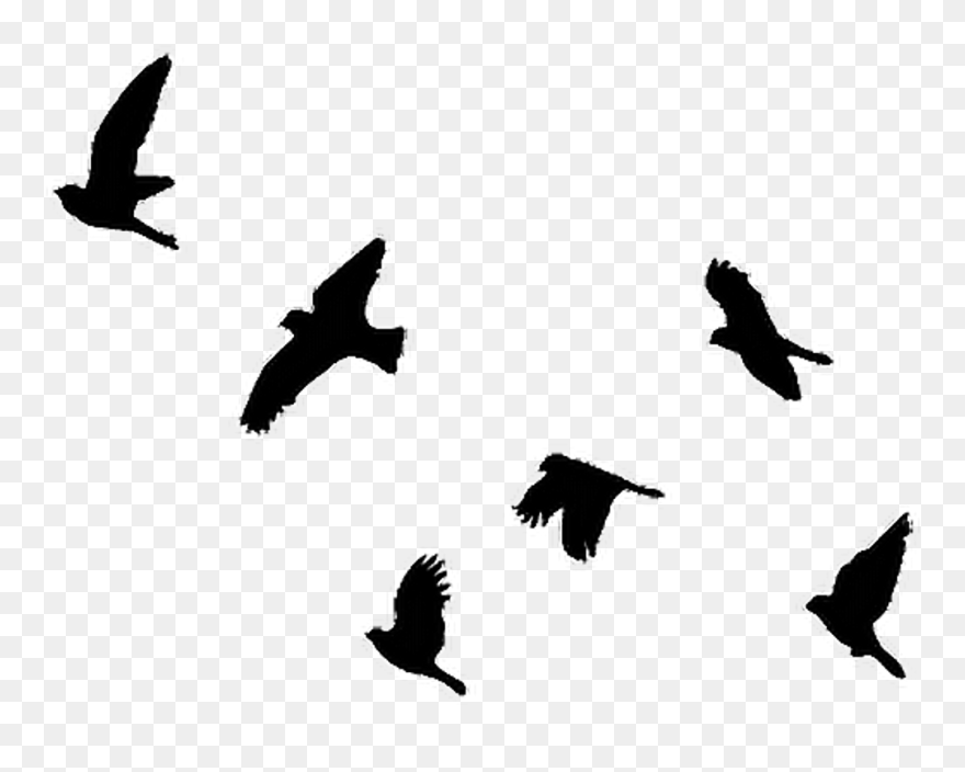 Bird Flight Clip Art Pigeons And Doves Image - Png Download