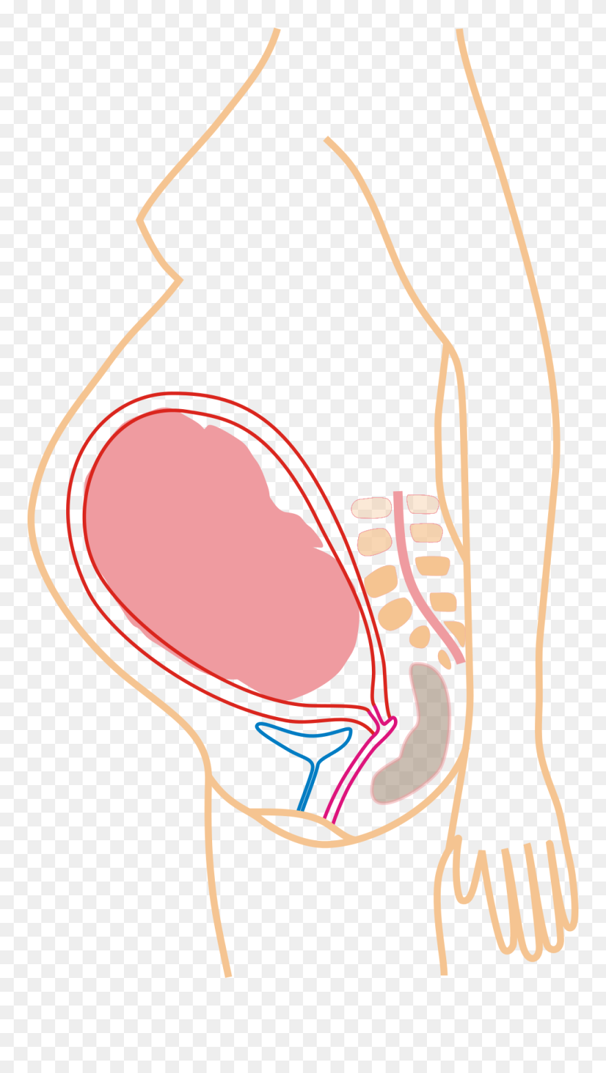 9th Month Pregnancy - Reproduction Chez Les Humain Clipart