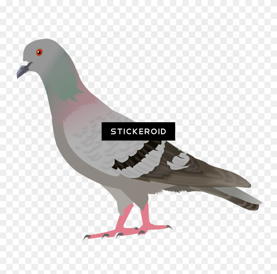 Clip Art , Png Download - Transparent Pigeon Clipart