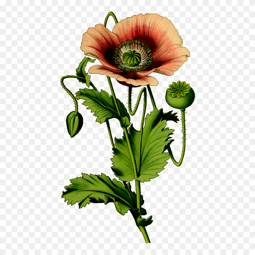 Poppy Clipart 4 Flower - Opium Poppy Png Transparent Png