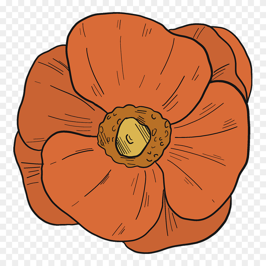 Poppy Clipart - Winter Squash - Png Download