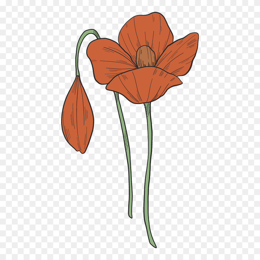 Poppy Flowers Clipart - Lily - Png Download