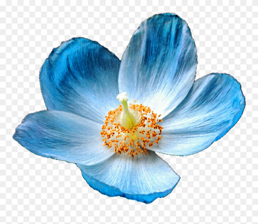 Poppy Clipart Row Poppy, Picture - Himalayan Blue Poppy Drawing - Png Download