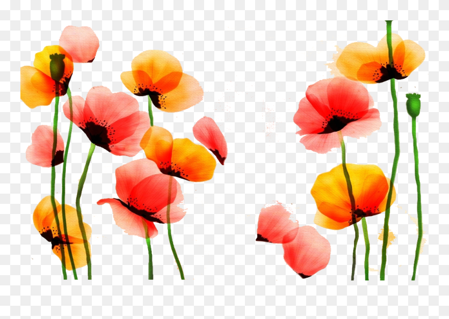 Poppy Watercolor Painting Flower Red Yellow - Good Morning Dear Hubby Clipart