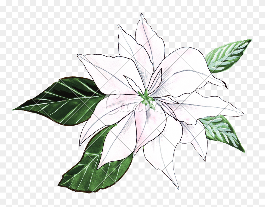 Lillies Drawing Cool Frames Illustrations Hd Images - Hand Drawing Of Watercolor Lily Clipart