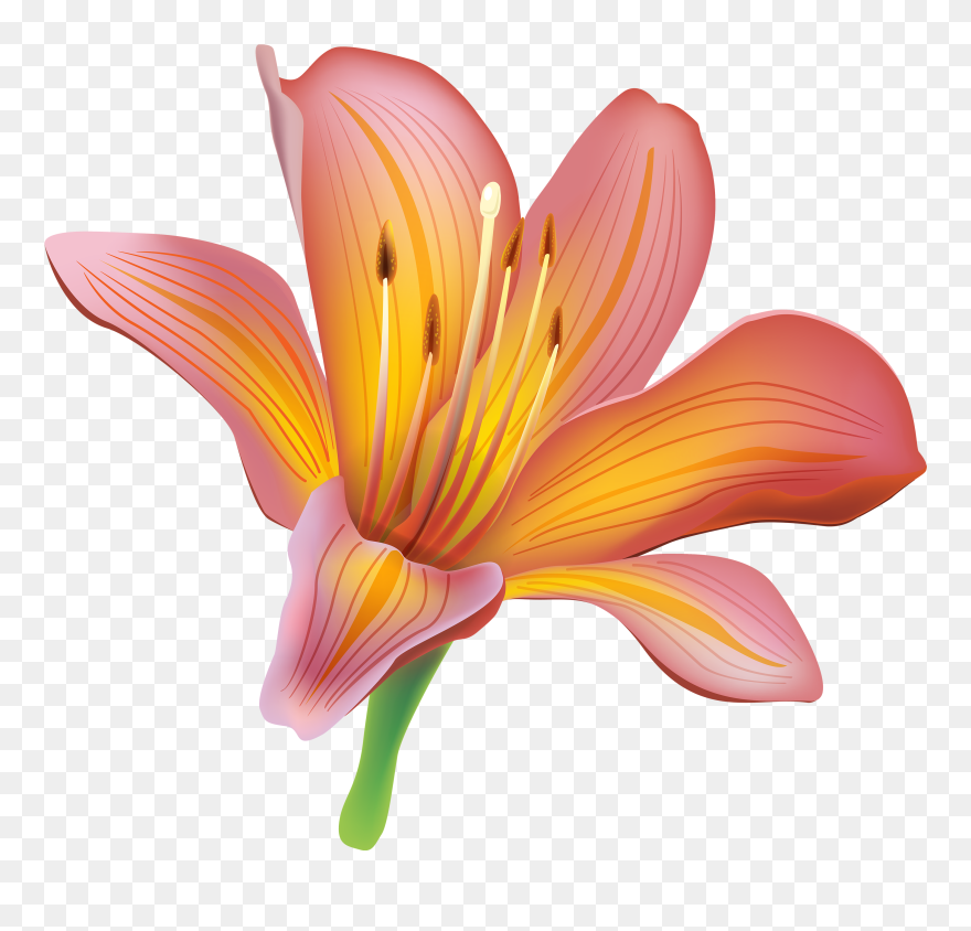 Transparent Flower Emoji Png - Transparent Lily Clipart