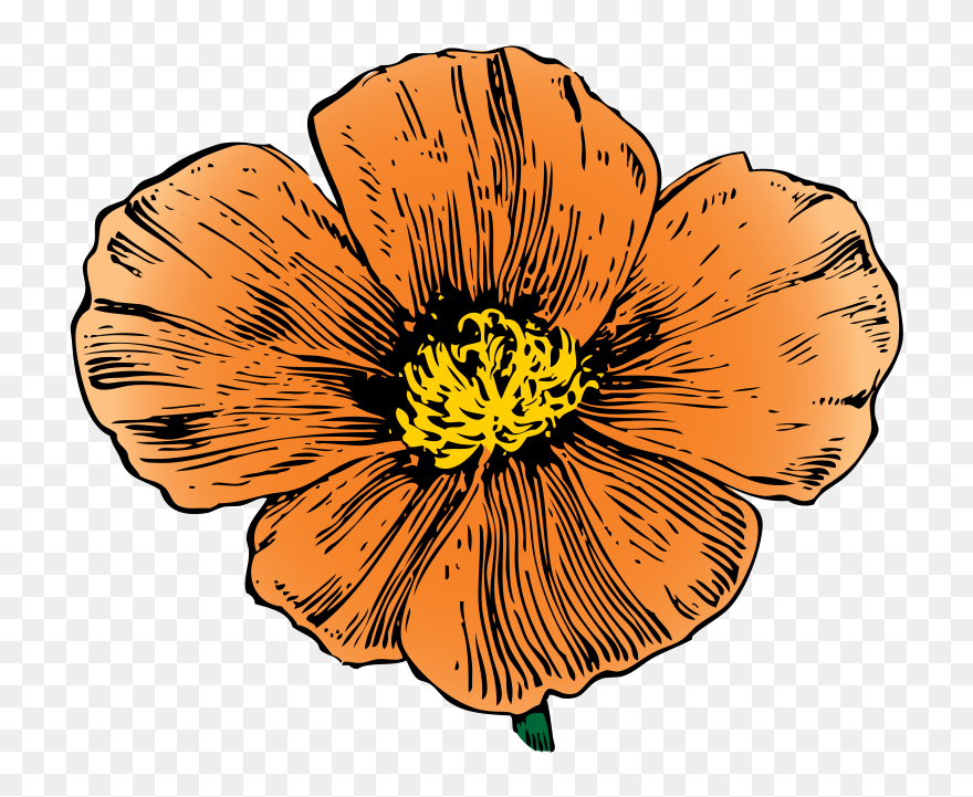 Free To Use & Public Domain Flowers Clip Art - California Poppy - Png Download