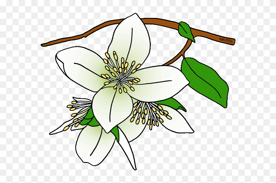 Free United States Clip Art By Phillip Martin, State - Draw A Syringa Flower - Png Download