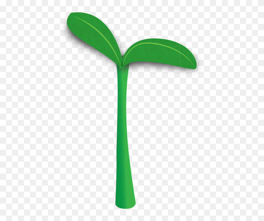 Sprout Clipart Transparent - Sprout Transparent - Png Download