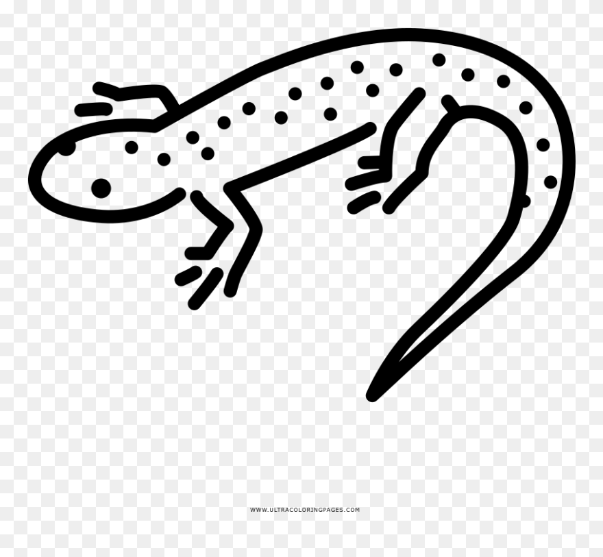 Transparent Newt Clipart - Portable Network Graphics - Png Download