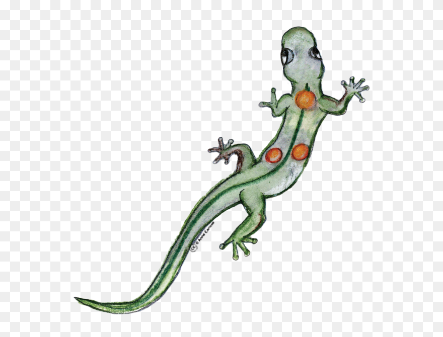 Clipart Insectes Gratuit - Gekkonidae - Png Download