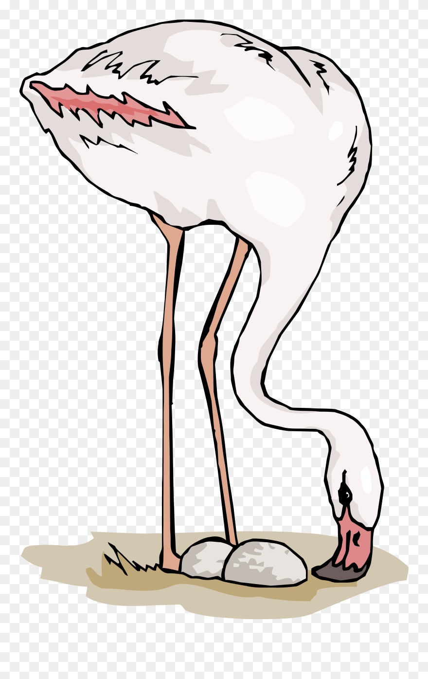 Flamingo Clipart Png - Flamingo Eggs Clipart Transparent Png