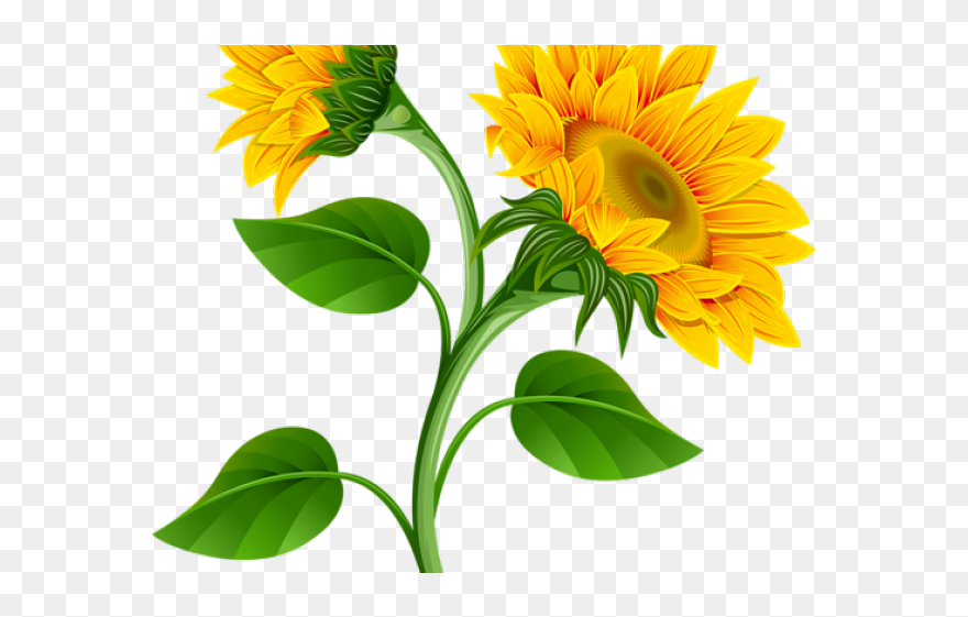 Transparent Background Sunflower Clipart - Png Download
