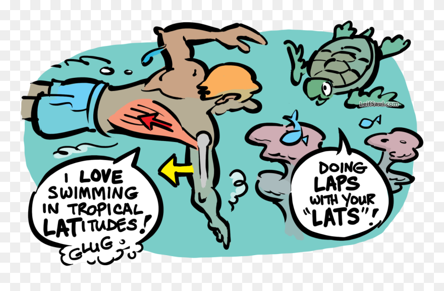 Latissimus Dorsi, The Swimmer"s Muscle - Cartoon Clipart