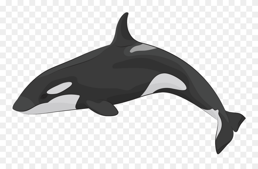 Killer Whale Clipart - Png Download