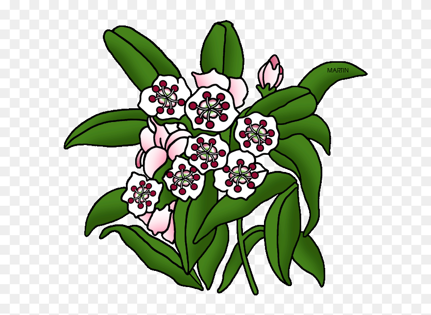State Flower Of Connecticut Clipart