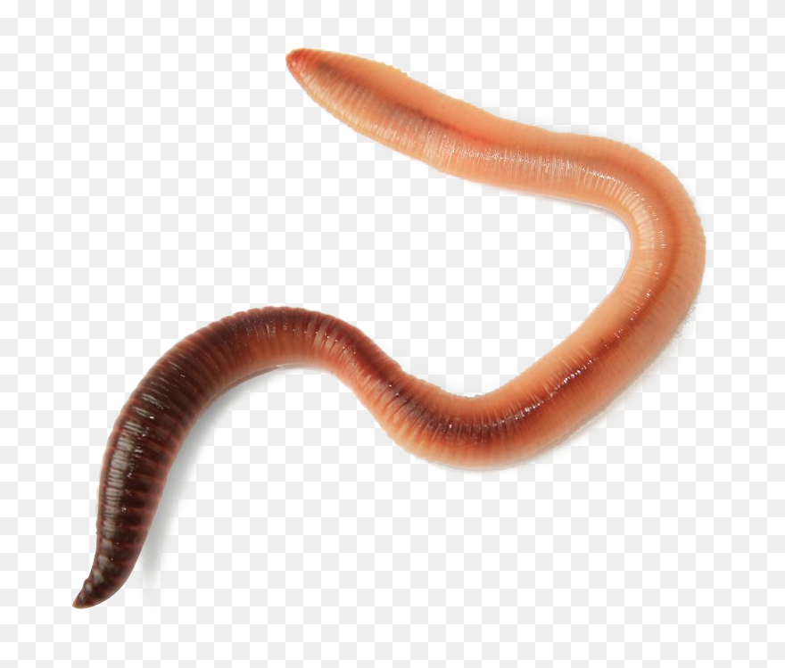 Worms Transparent Image - Worm Transparent Clipart