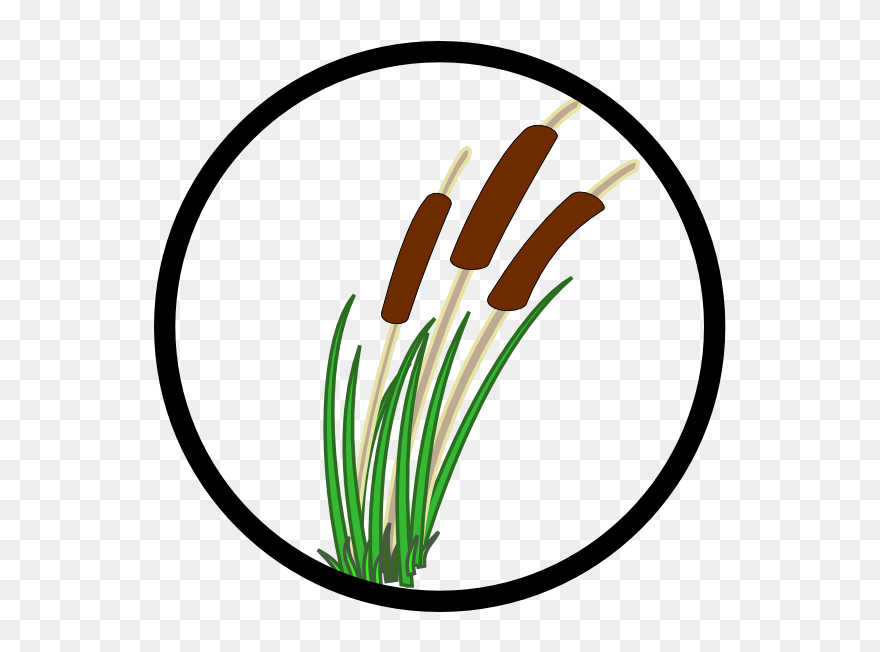 Pantanal Wetland Plants Cattail Clip Art - Wetland Clip Art - Png Download