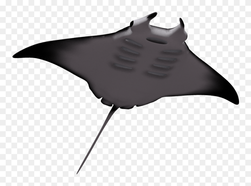 Manta Ray Clipart - Manta Rays With White Background - Png Download