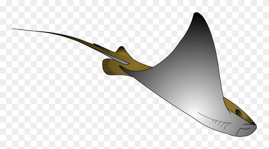 Stingray Clipart - รูป วาด ปลา กระเบน - Png Download