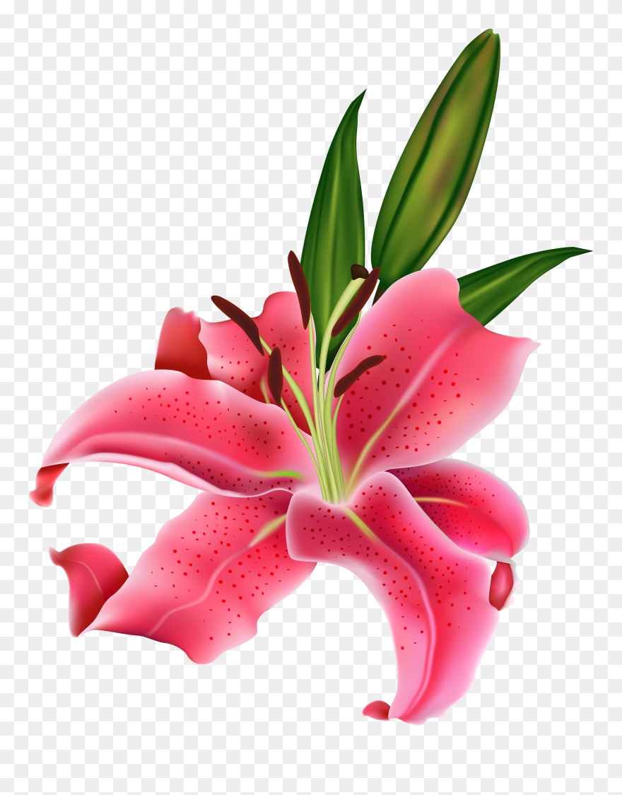 Tiger Lily Easter Lily Arum-lily Flower Clip Art - Calla Lily Pink Flower Png Transparent Png