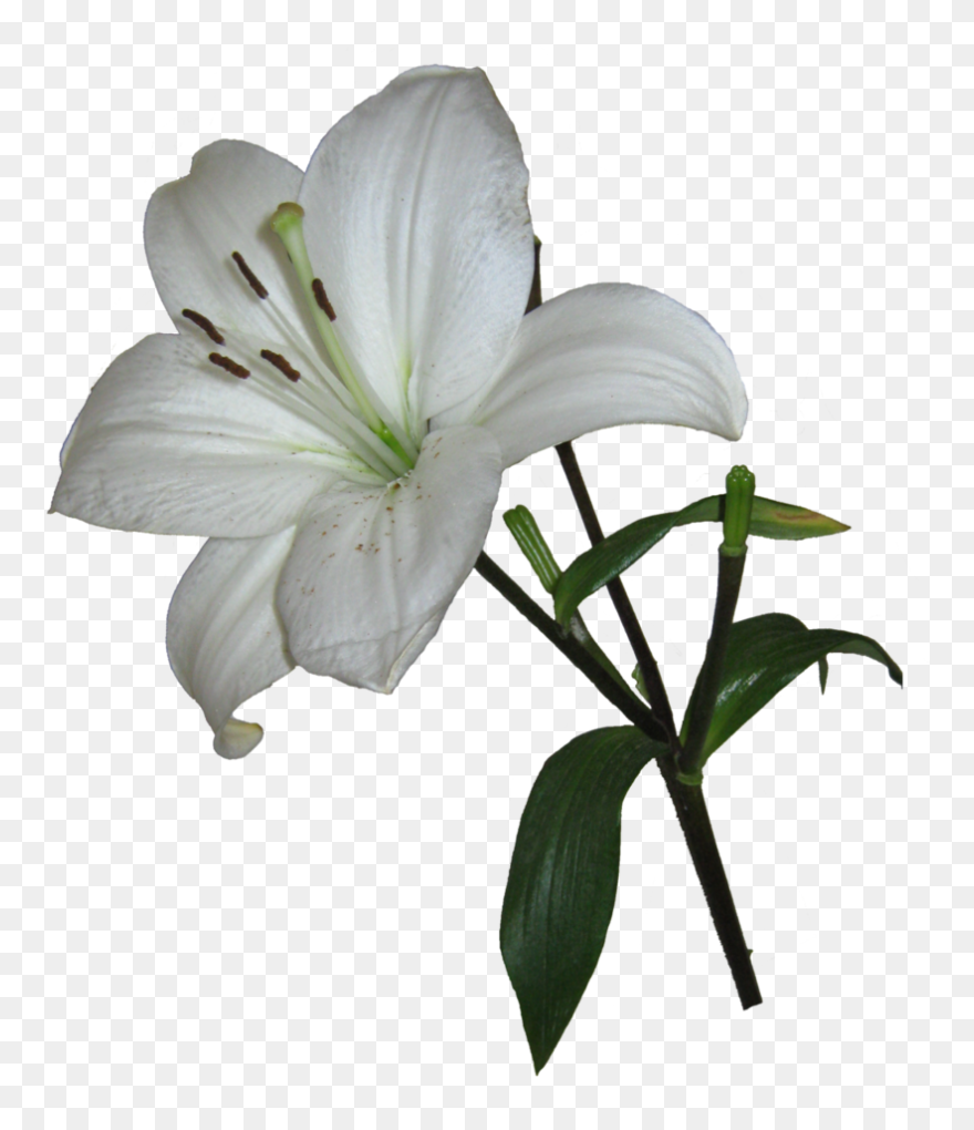 Easter Flower Clipart Easter Lily - Lily Flower Transparent Background - Png Download