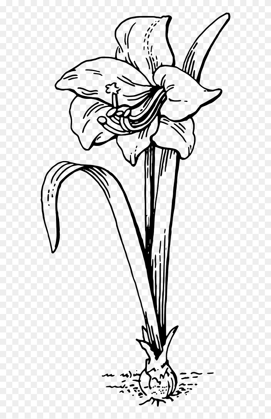 Amaryllis Drawing Easter Lily For Free Download - Amaryllis Clipart - Png Download