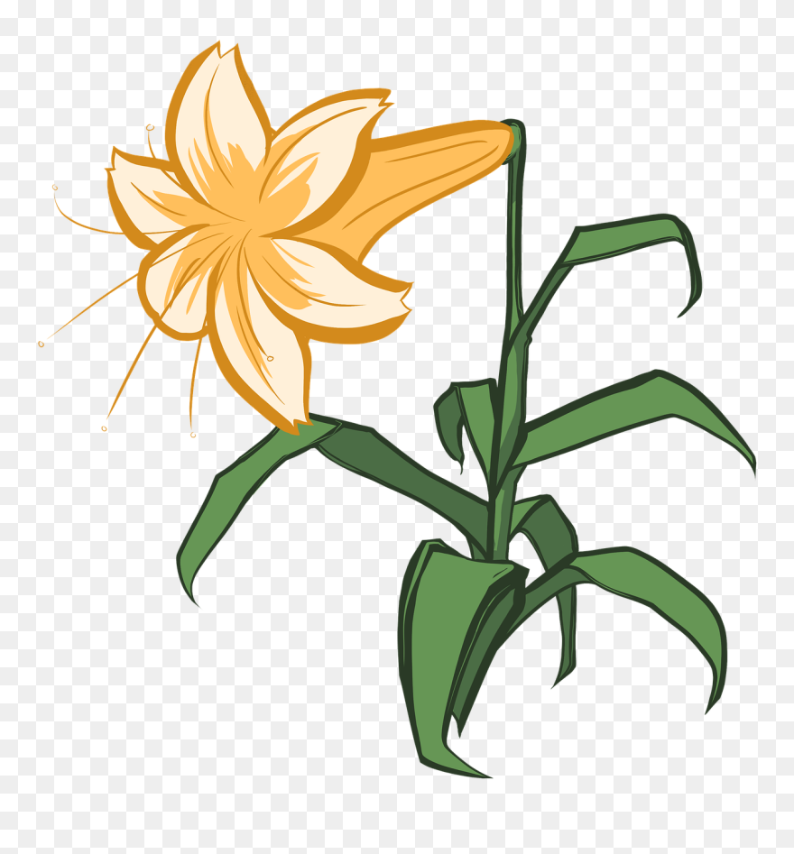 Lily Clipart