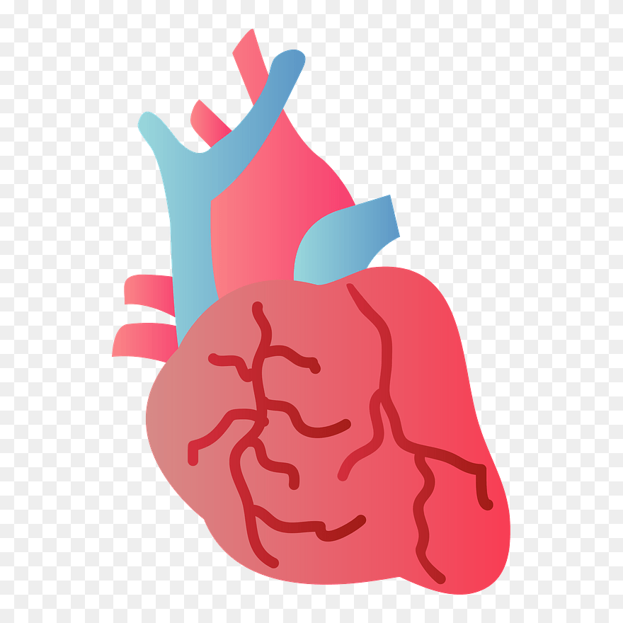 Heart Organ Clipart - 心臓 イラスト 無料 - Png Download