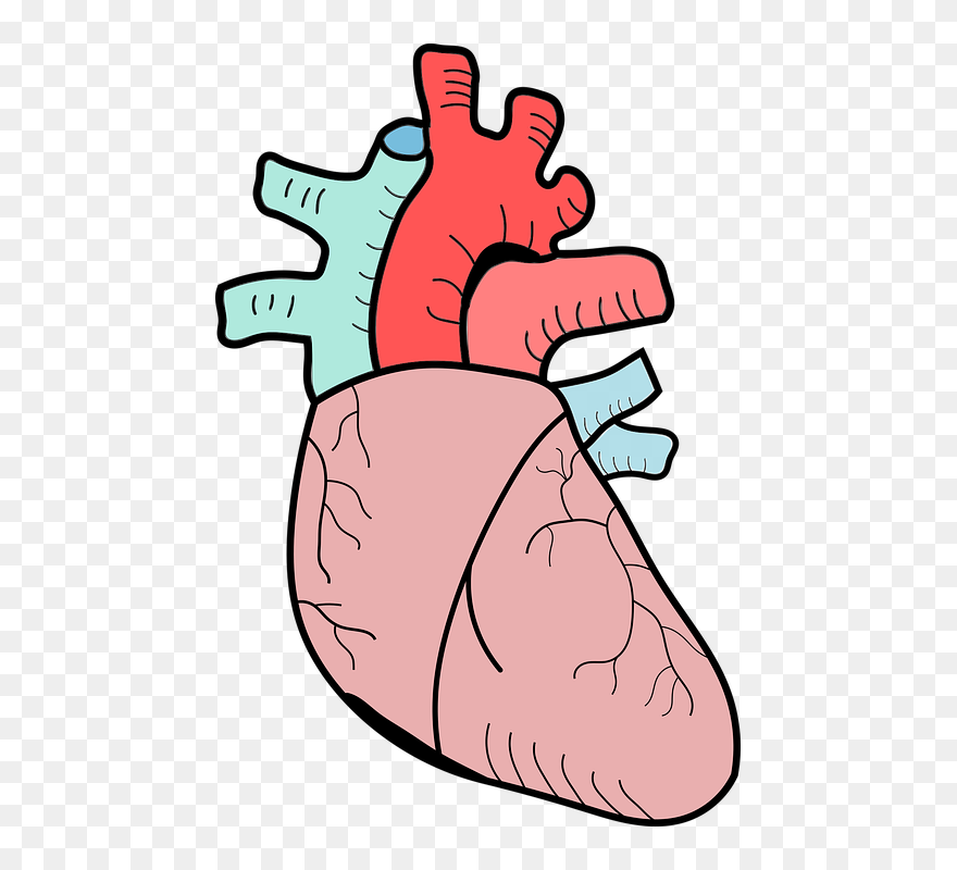 Heart Biology Png Clipart