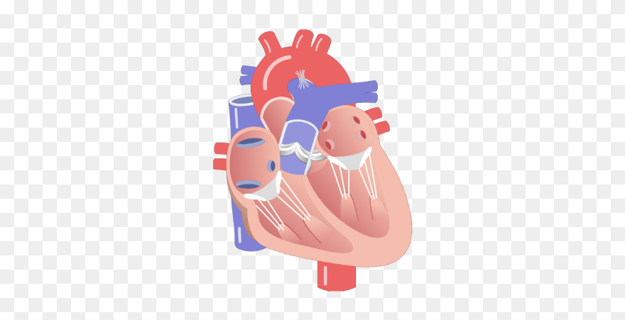 Interior View Of The Heart Valves - Valves Of The Heart Unlabeled Clipart