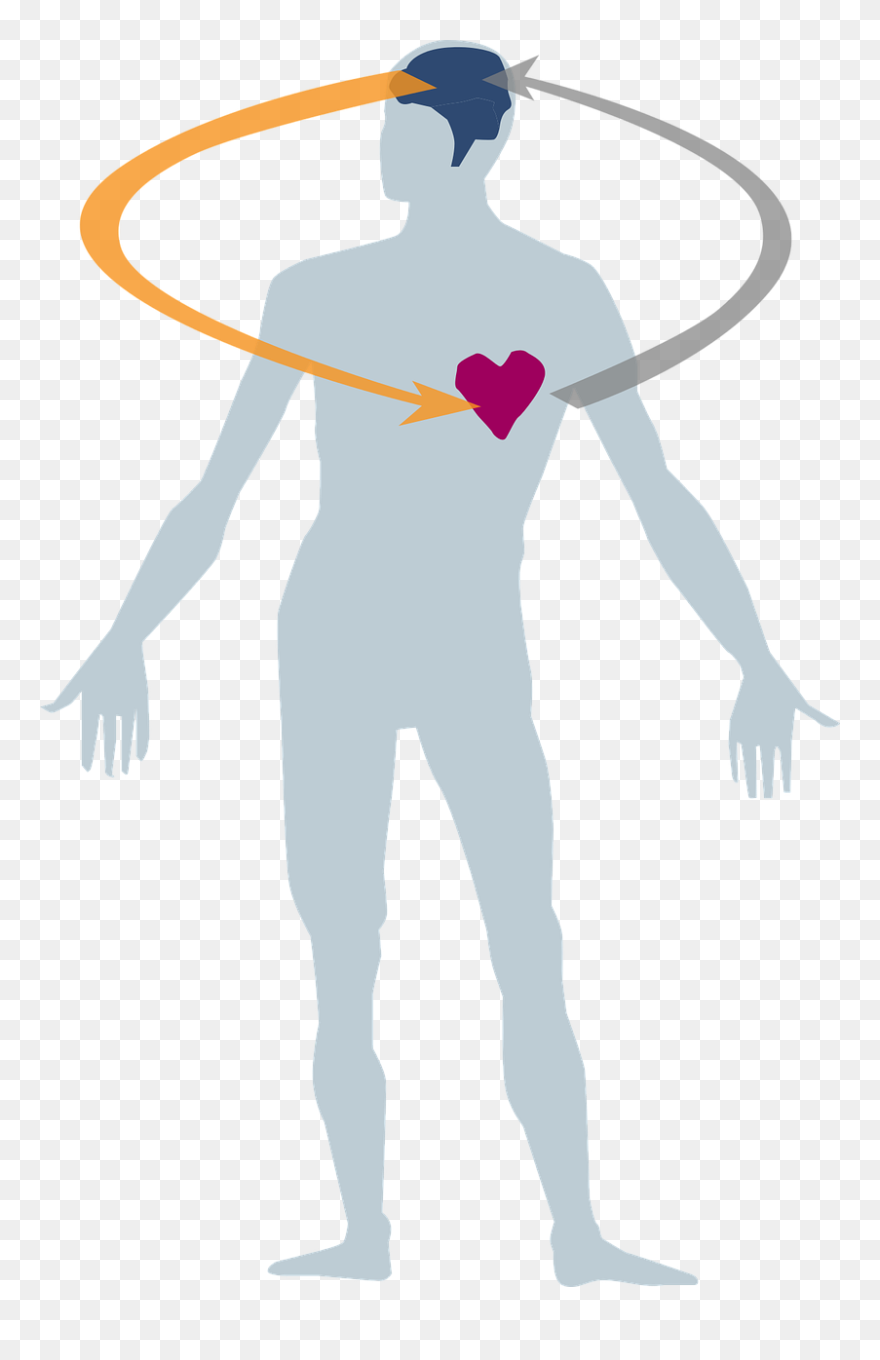 Human Body And Health Png Clipart