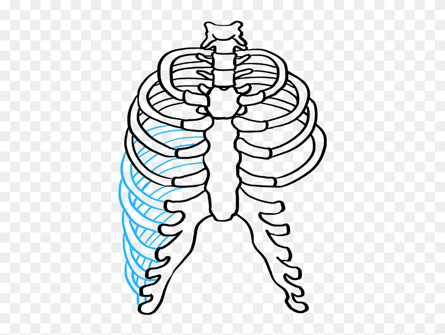 How To Draw Rib Cage - Ribcage Drawing Clipart