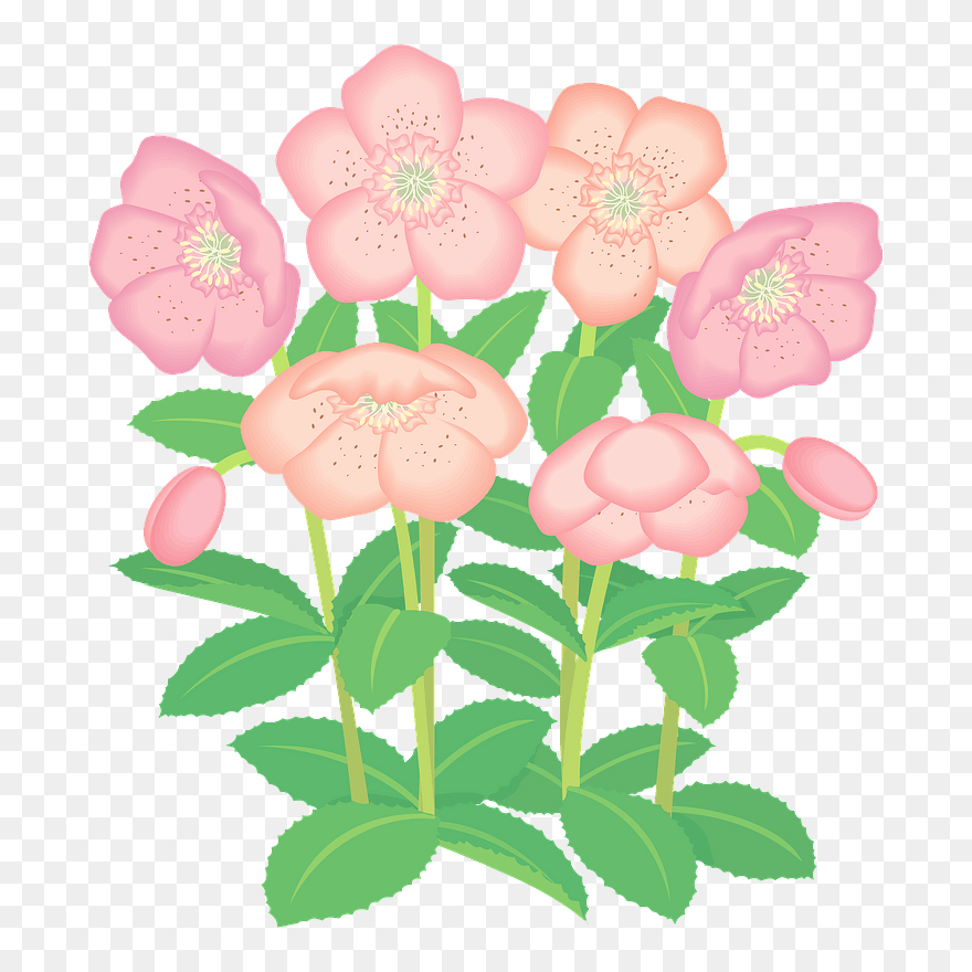 Lenten Rose Flower Clipart - クリスマス ローズ フリー イラスト - Png Download