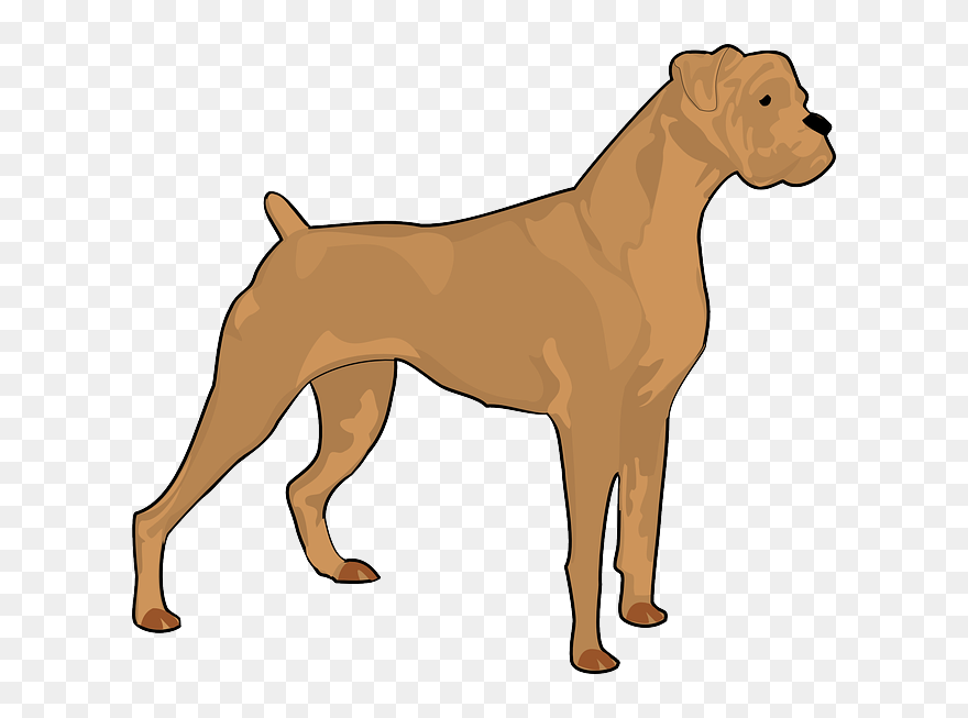 Brown, Dog, Pet, Animal, Mammal, Boxer, Fur, Breed - Boxer Dog Silhouette Clipart