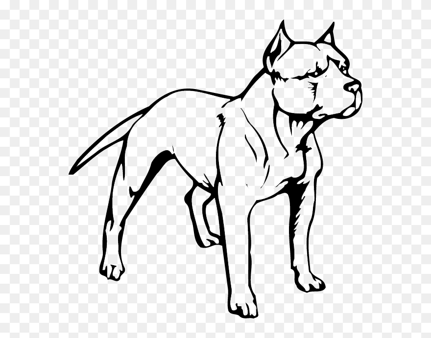 American Pit Bull Terrier Puppy American Bully - Pit Bull Head Drawing Clipart