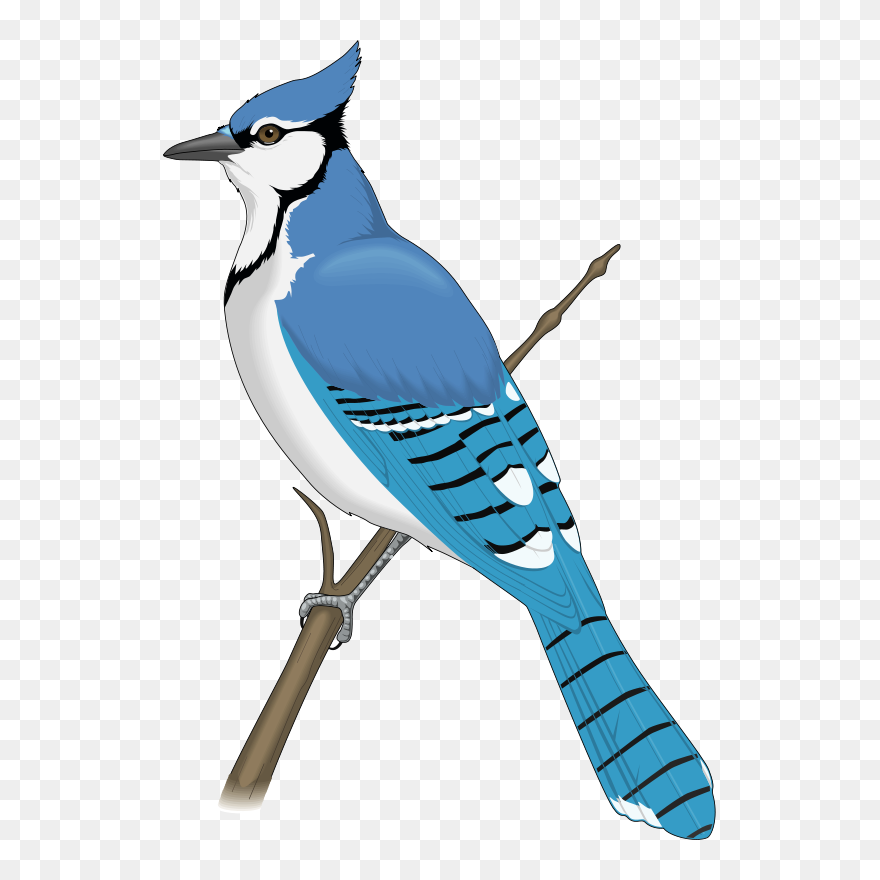 Blue Jay Clip Art - Blue Jay Bird Clipart - Png Download