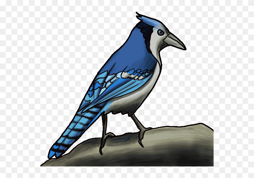 Bluejay Drawing Cute - Cartoon Drawing Blue Jay Clipart