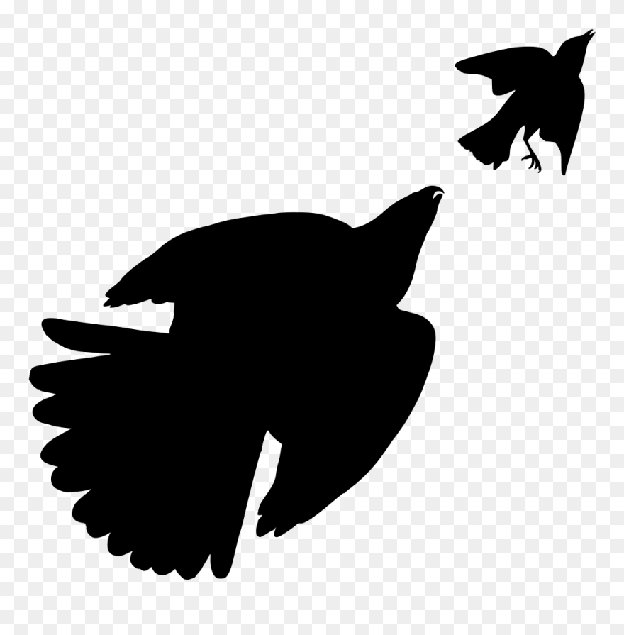 The Birds Of America Drawing Blue Jay - Blue Jay Silhouette Png Clipart