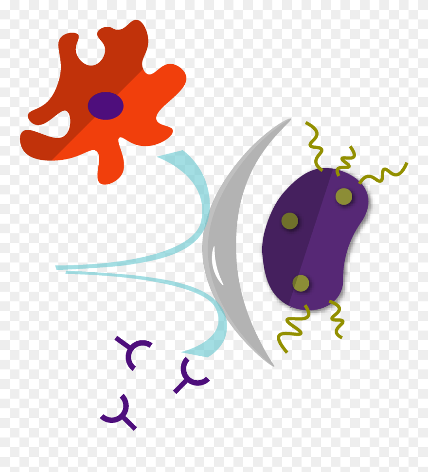 Fastidiosa Shielding Itself From The Plants Immune Clipart