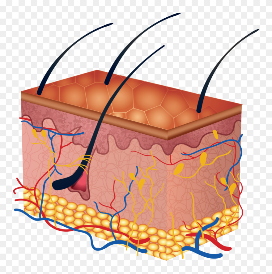 Human Skin Skin Clipart - Png Download