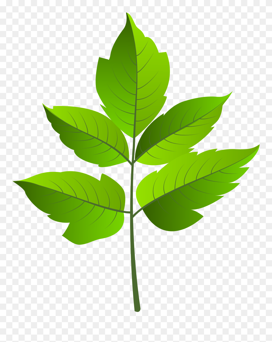 Leaf Green Png Clip Ar Transparent Png