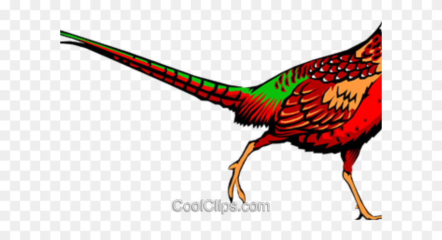 Pheasant Clipart - Png Download